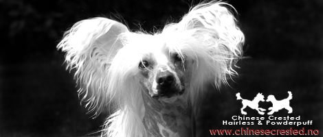 ChineseCrested.no - The ultimate information site and pedigree database for Chinese Crested dog